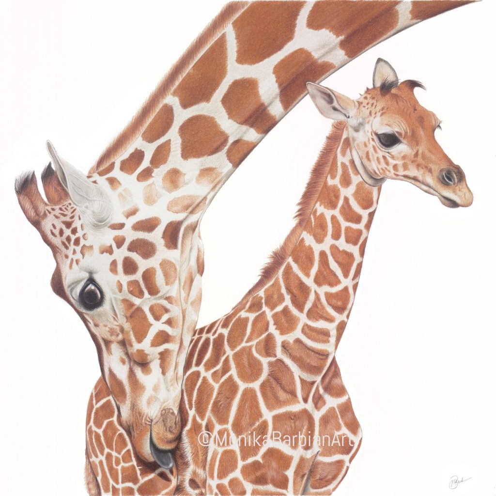 Mother Giraffe and baby, coloured pencil
