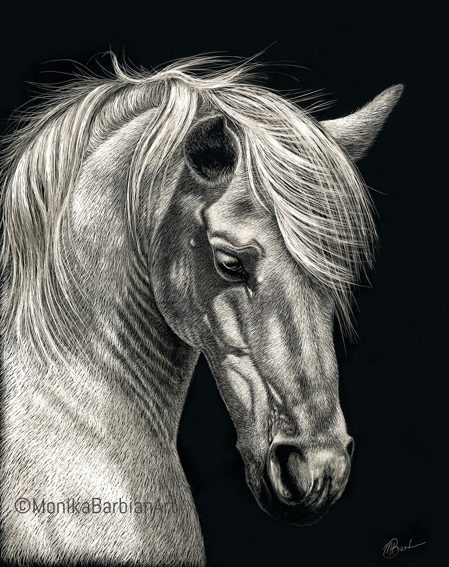 Andalusian Stallion - Scratchboard