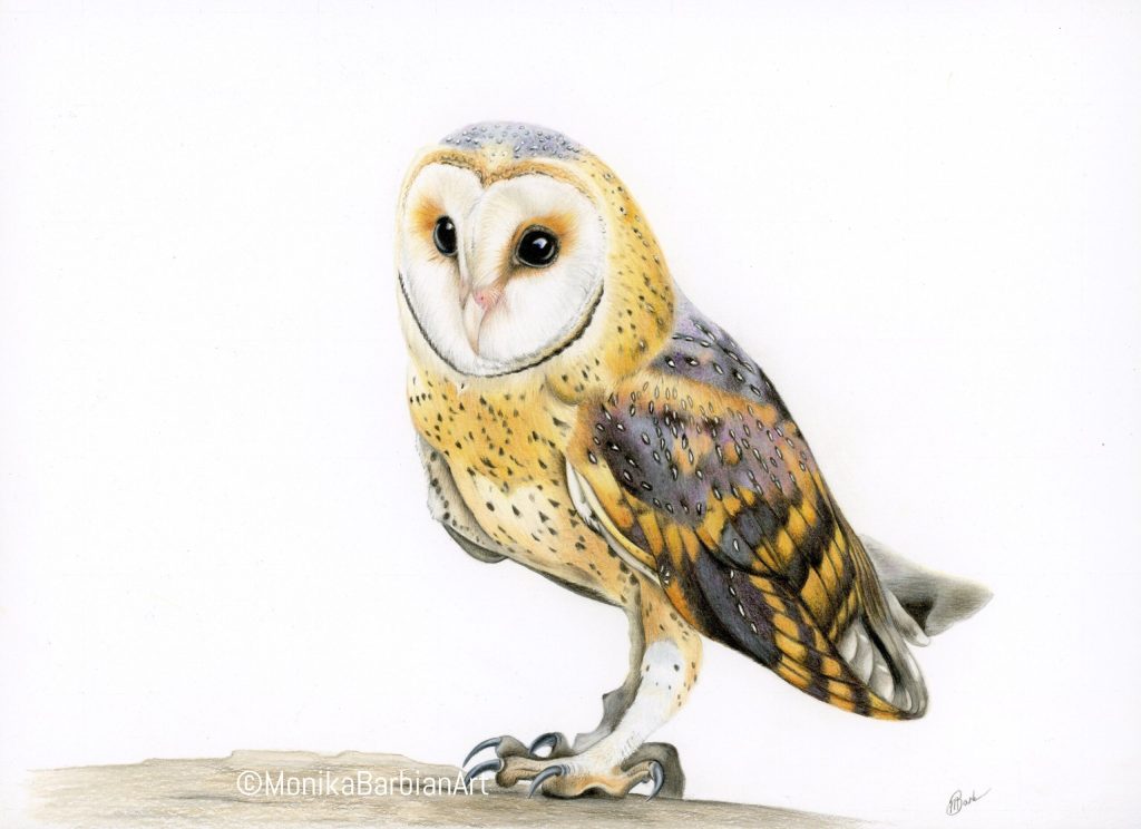 Barn Owl - Coloured Pencil