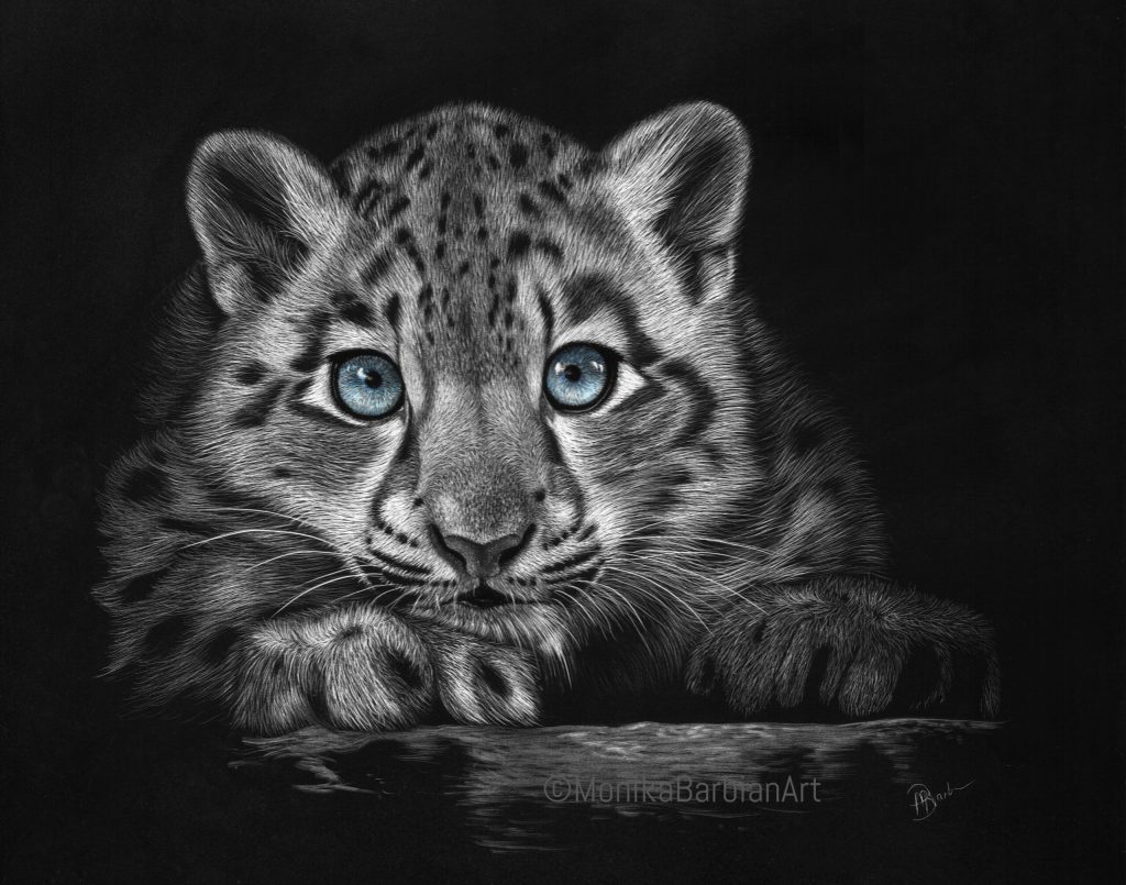 Snow leopard cub - Scratchboard