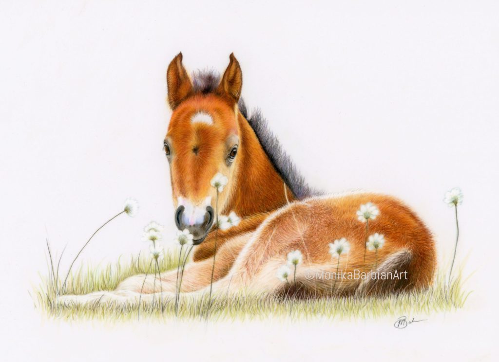 Brumby Foal - Coloured Pencil