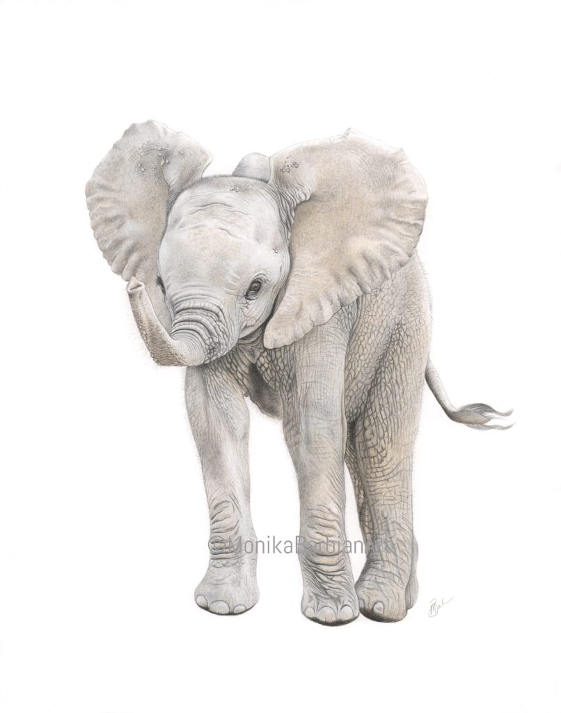 Elephant Calf - Coloured Pencil