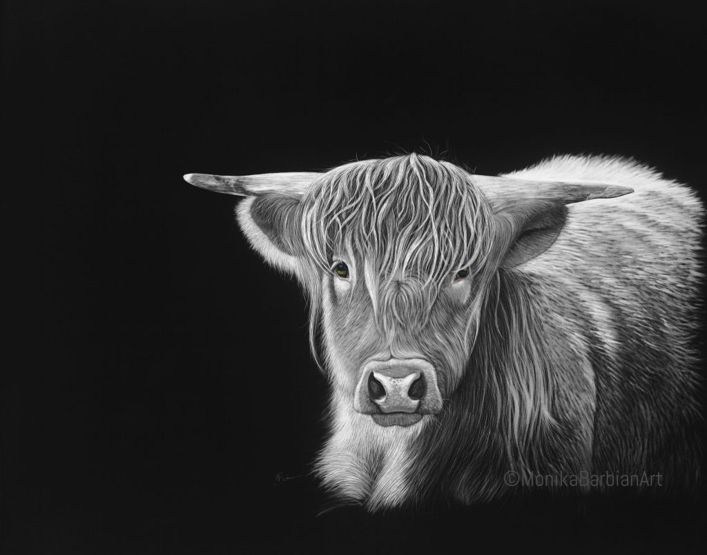 Scratchboard of Highland Cow
