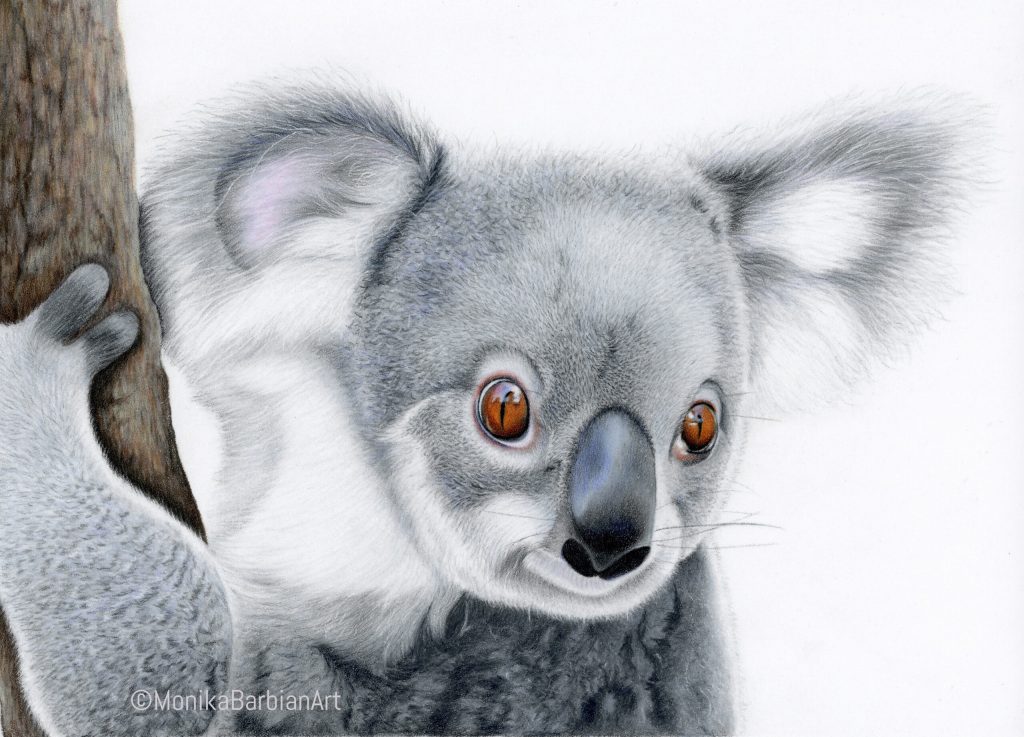 Koala - Coloured Pencil