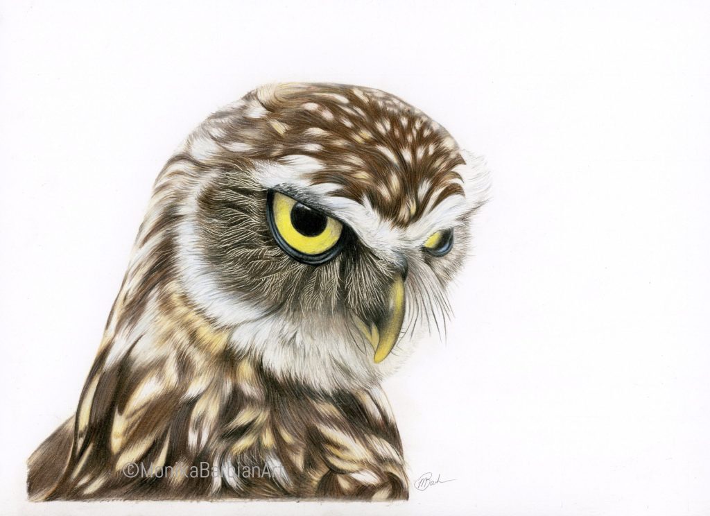 Owl - Coloured Pencil
