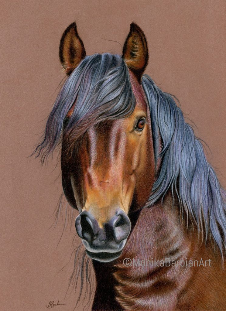 Brumby Stallion - Coloured Pencil