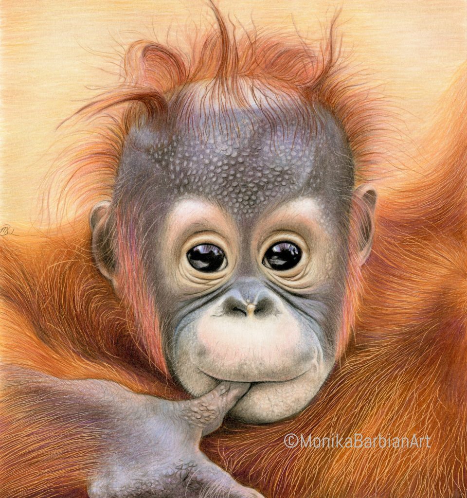 Orangutan baby, coloured pencil